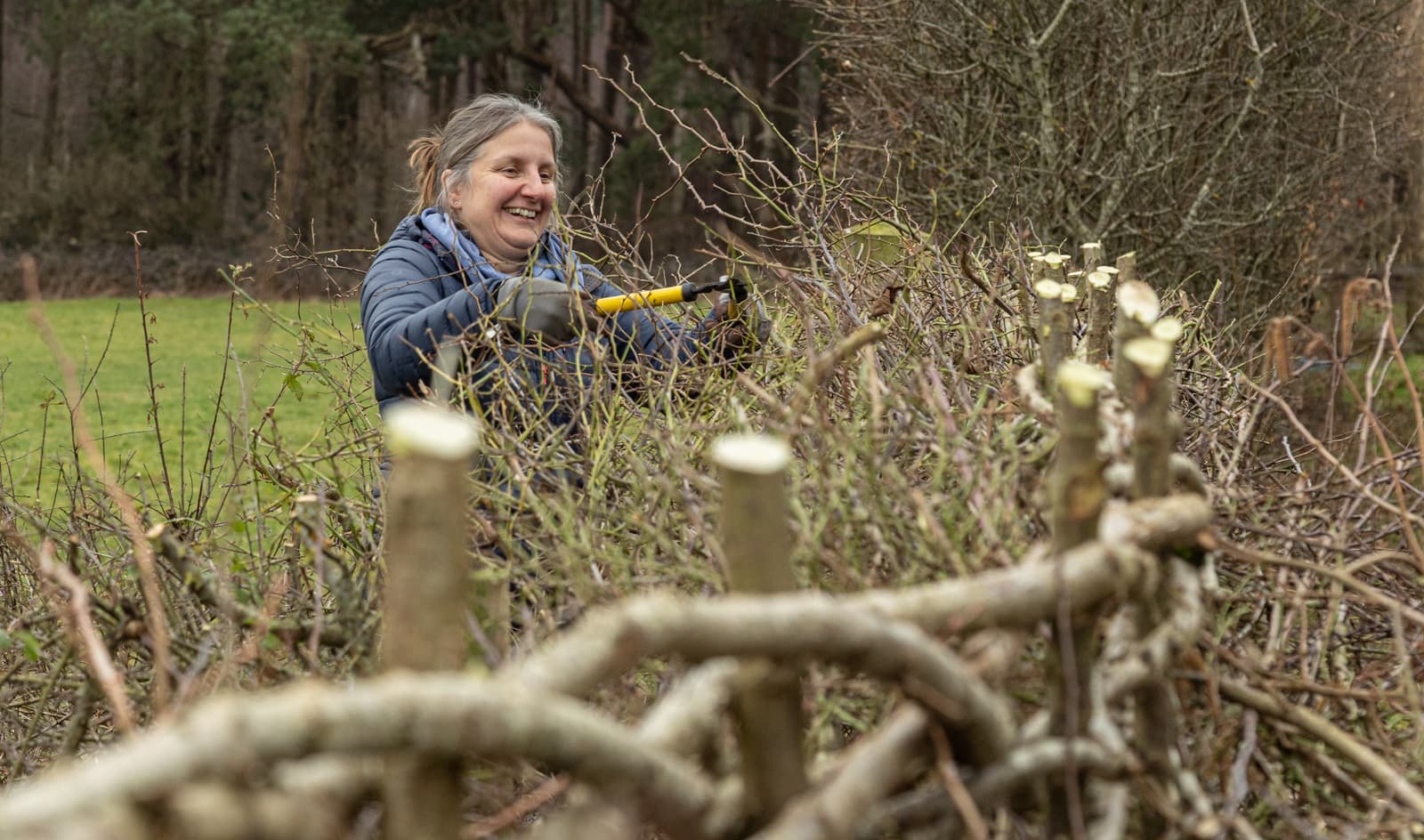 A woman with a hedge laying tool cutting into a branch to make a fence.