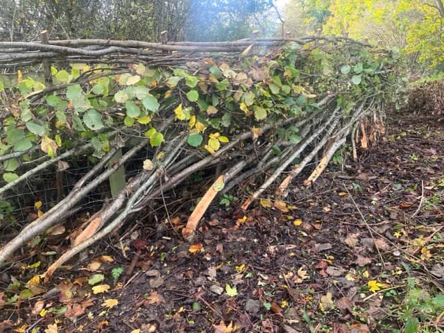 Adult Course - Hedge Laying